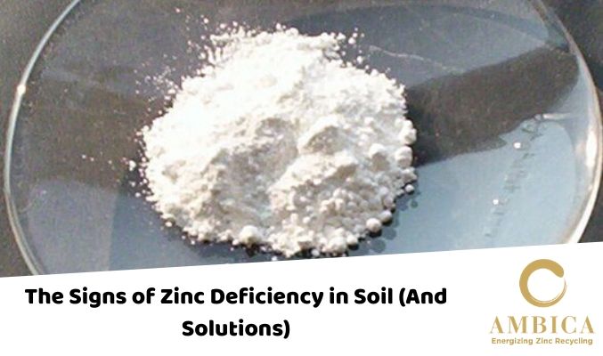 The Signs of Zinc Deficiency in Soil (And Solutions)