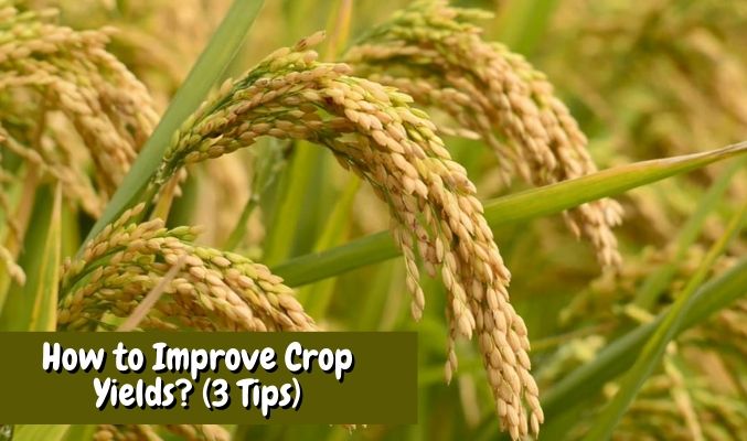 How to Improve Crop Yields? (3 Tips)